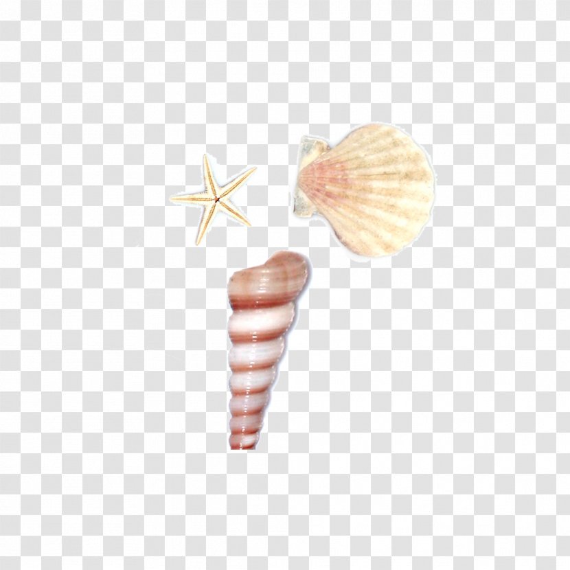 Seashell Sea Snail Conch - Geometry - Shell Transparent PNG