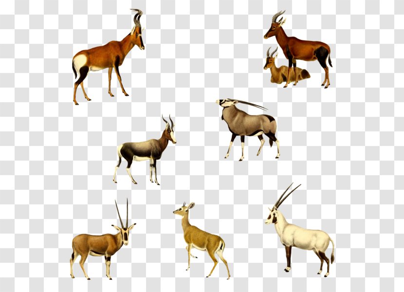 Gemsbok Springbok Hartebeest Mustang Elk - Cattle Like Mammal Transparent PNG