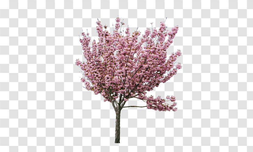Cherry Blossom Peach Tree - Spring - Pink Material Market Transparent PNG