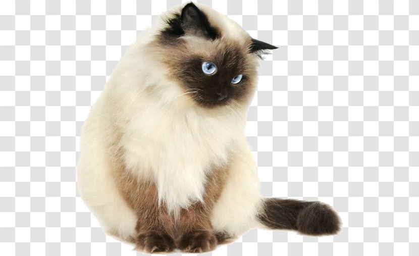 Cat Cartoon - Tonkinese - Fawn Ragamuffin Transparent PNG