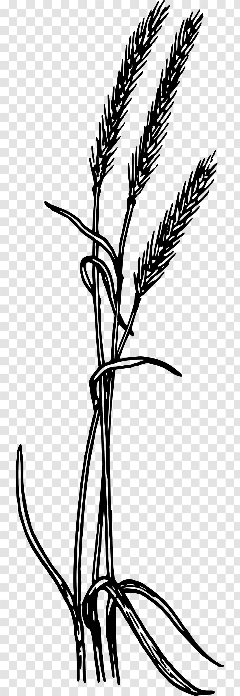 Rye Bread Clip Art - Flower - Cereal Grains Transparent PNG