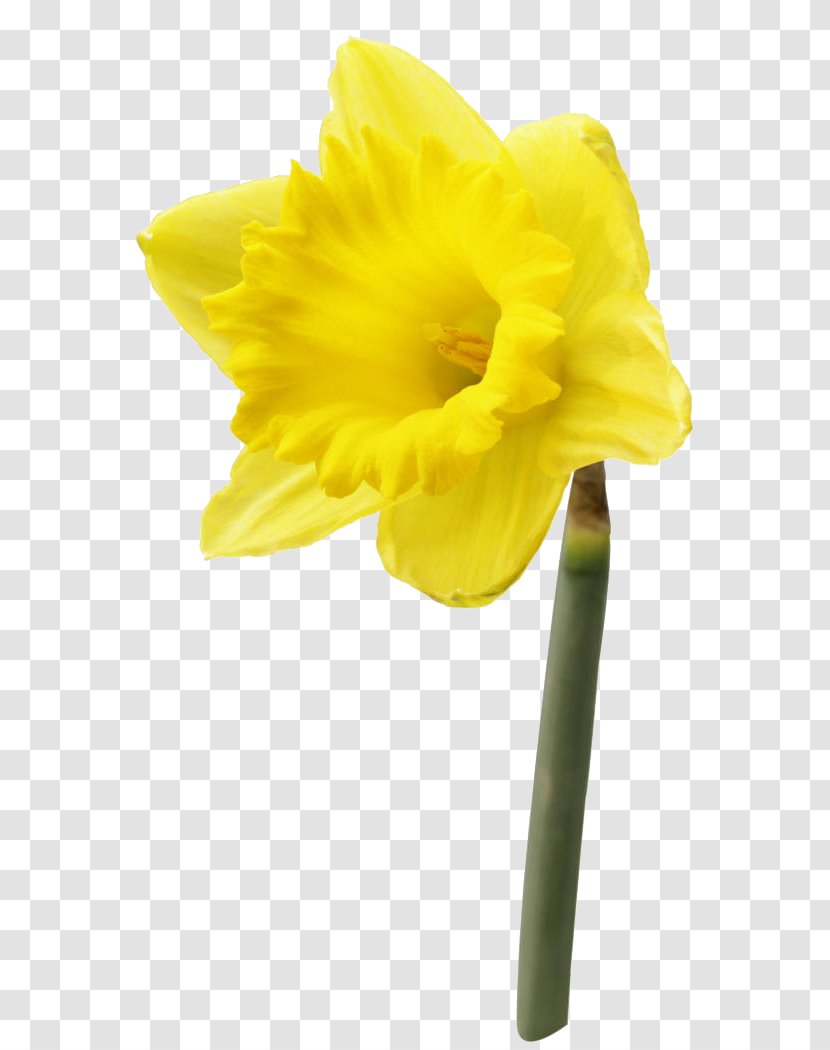 Daffodil Saint David's Day Clip Art - Presentation - Symbol Transparent PNG