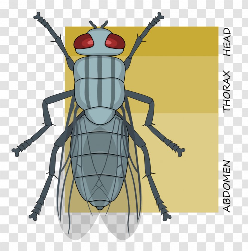 Insect Tagma Segmentation Metamerism Morphology - Silhouette Transparent PNG