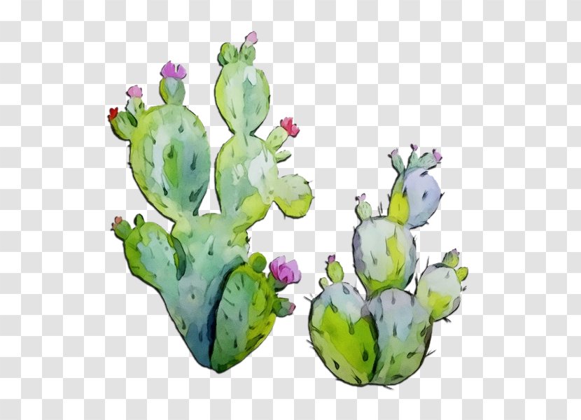 Watercolor Flower Background - Prickly Pear - Wildflower Bud Transparent PNG