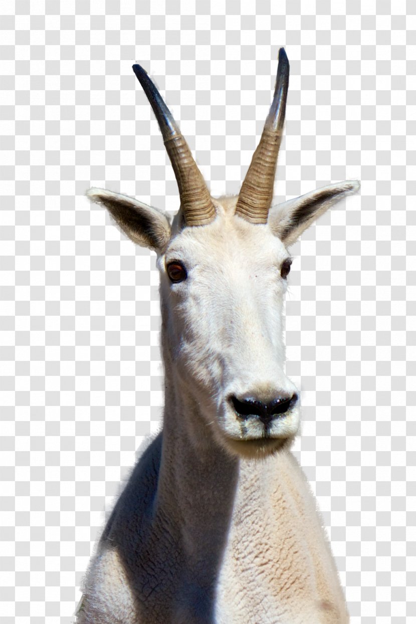 Mountain Goat Clip Art - Terrestrial Animal Transparent PNG