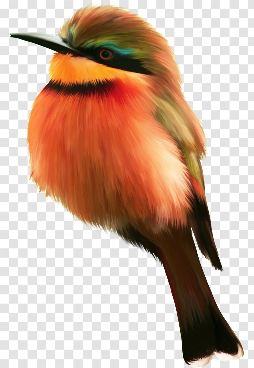 Bird Clip Art - Beak Transparent PNG