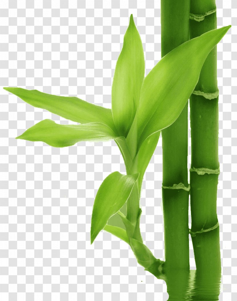 Bamboo Bamboe Leaf Plant - Lucky Transparent PNG