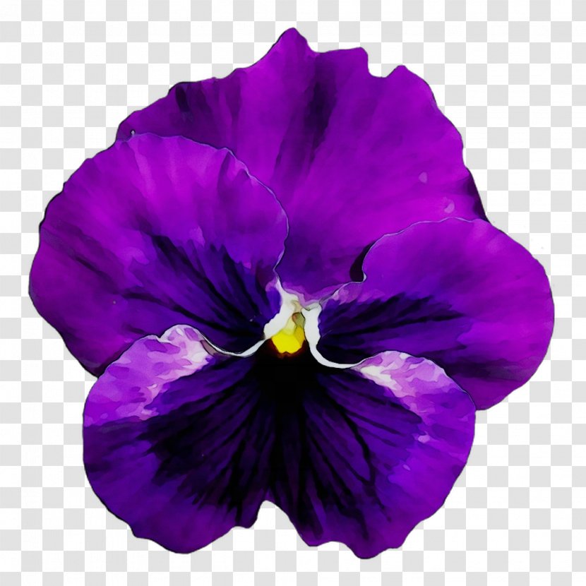 Pansy Flower Violet Purple Blue - Garden - Plant Transparent PNG