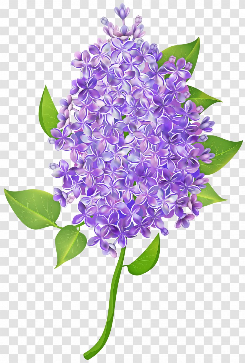 Lavender - Purple - Pontederia Flowering Plant Transparent PNG