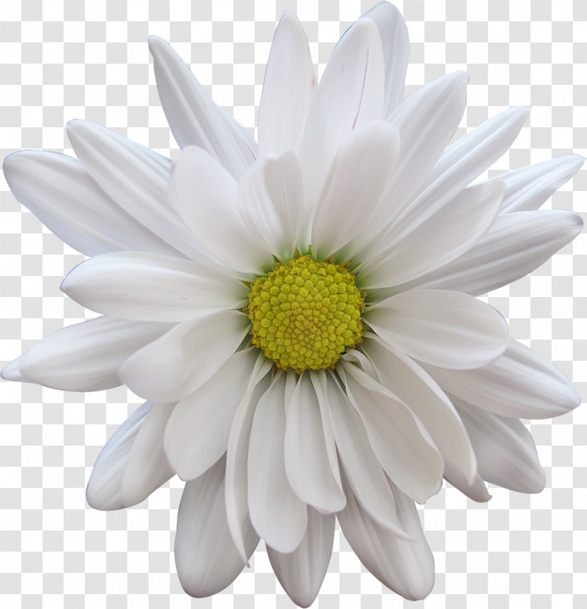 Cut Flowers Petal Transvaal Daisy - Family - White Flower Transparent PNG