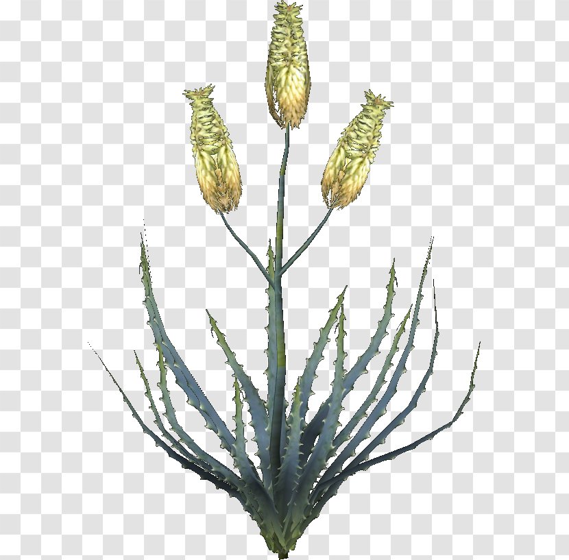 Oblivion Aloe Vera Plant Aloin Leaf Transparent PNG