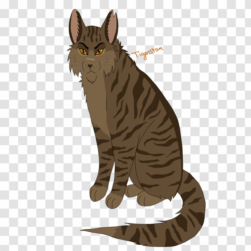 Tabby Cat Kitten Domestic Short-haired Warriors - Cool Transparent PNG