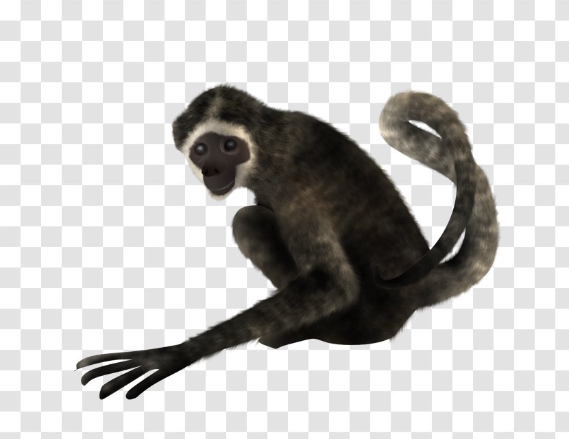 Spider Monkey PhotoScape - Leopard - Pelicano Transparent PNG