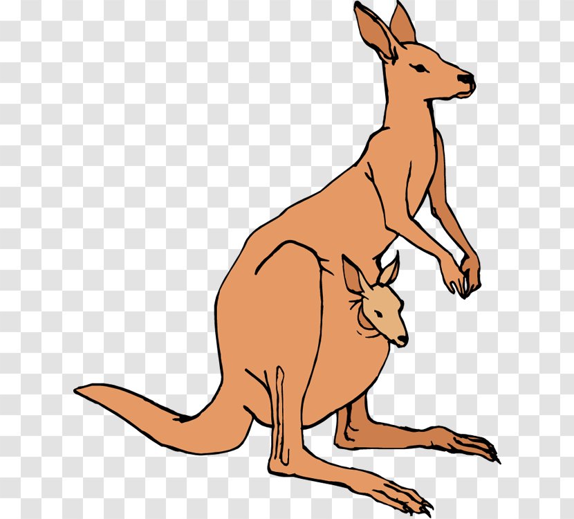 Australia Kangaroo Clip Art - Animal Figure - Hopped Cliparts Transparent PNG