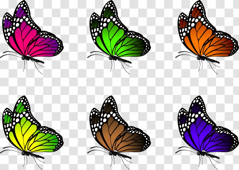 Butterfly Illustration - Arthropod - Colorful Transparent PNG