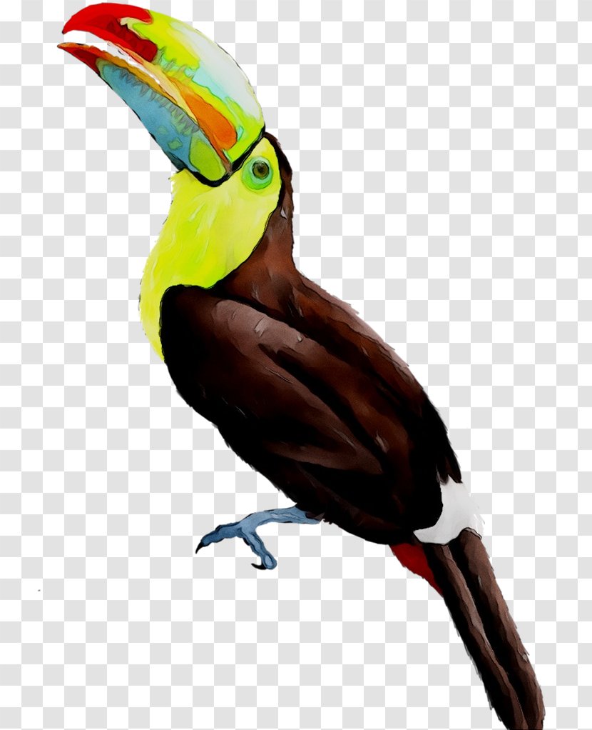 Toucan Parrot Beak Hornbill Feather - Bird Transparent PNG
