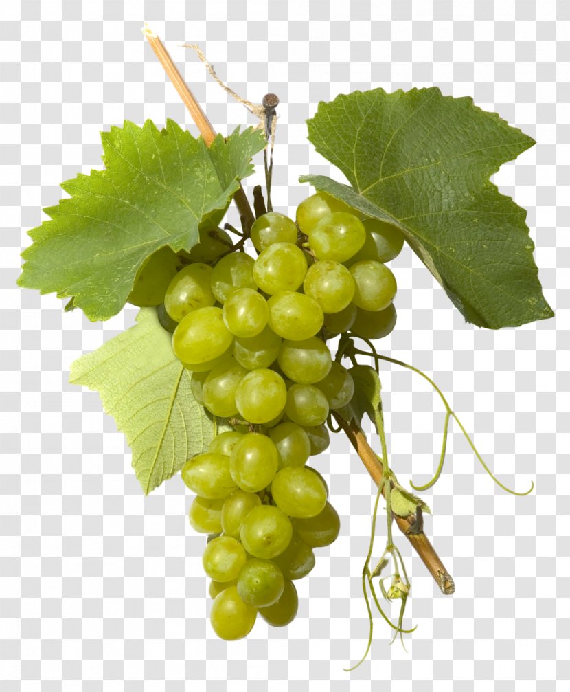Sultana Grape Grappa Distilled Beverage Verjuice - Fruit - Green Grapes Transparent PNG