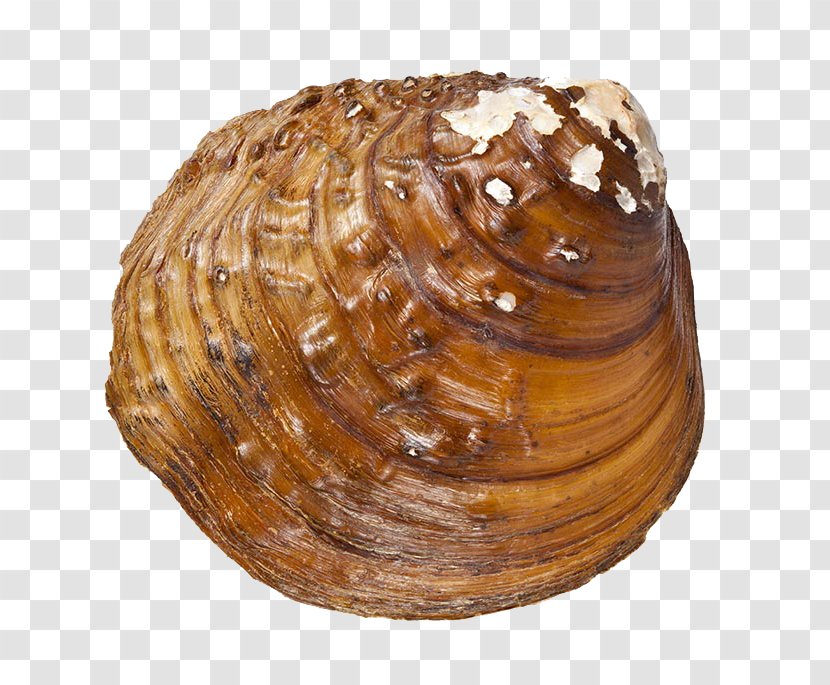 Cockle Seashell Conchology Sea Snail - River Mussel Shells Transparent PNG