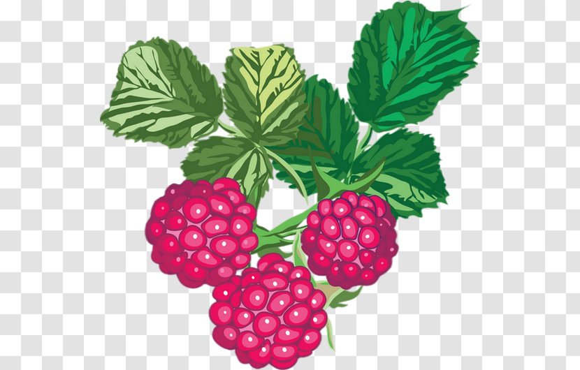 Fruit - Superfood - Raspberries Transparent PNG