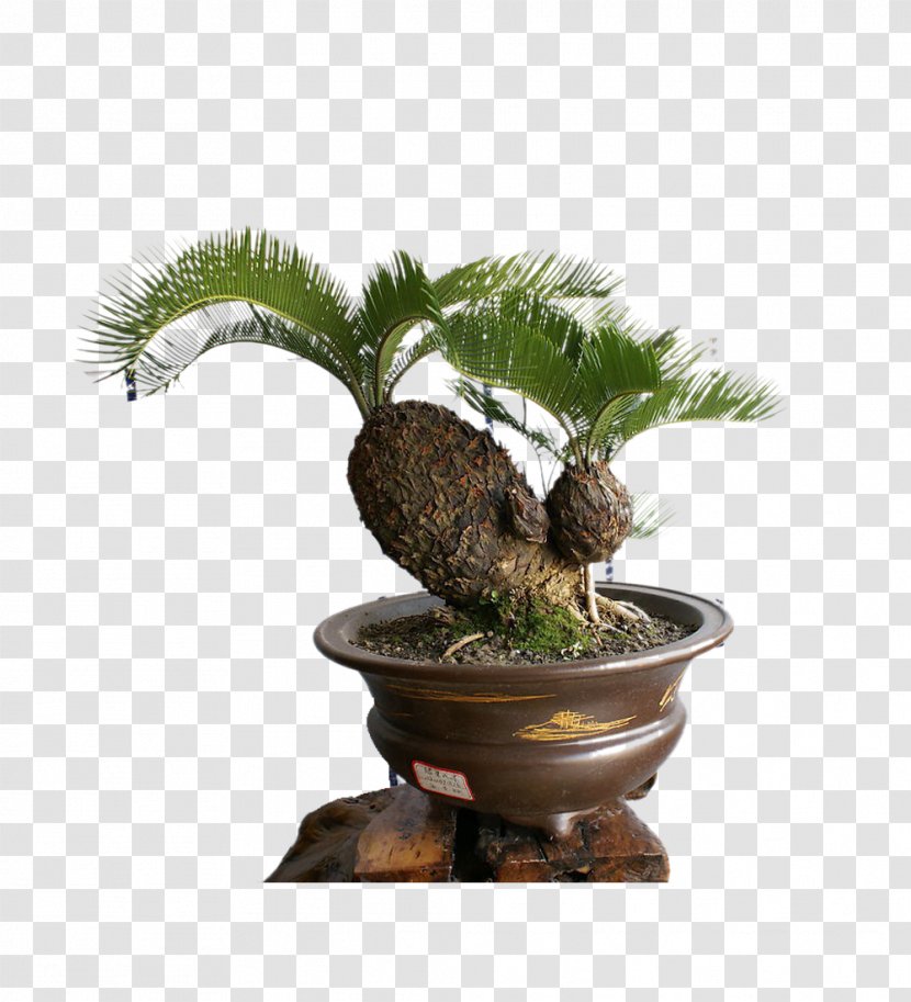 Sago Palm Cycas Rumphii Bonsai Evergreen Flower - Tree Transparent PNG
