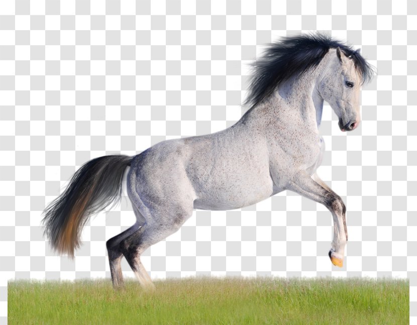 Andalusian Horse American Quarter Mustang Arabian Desktop Wallpaper - Grass Transparent PNG