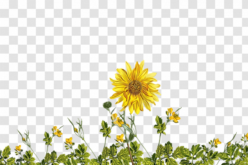 Sunflower Transparent PNG