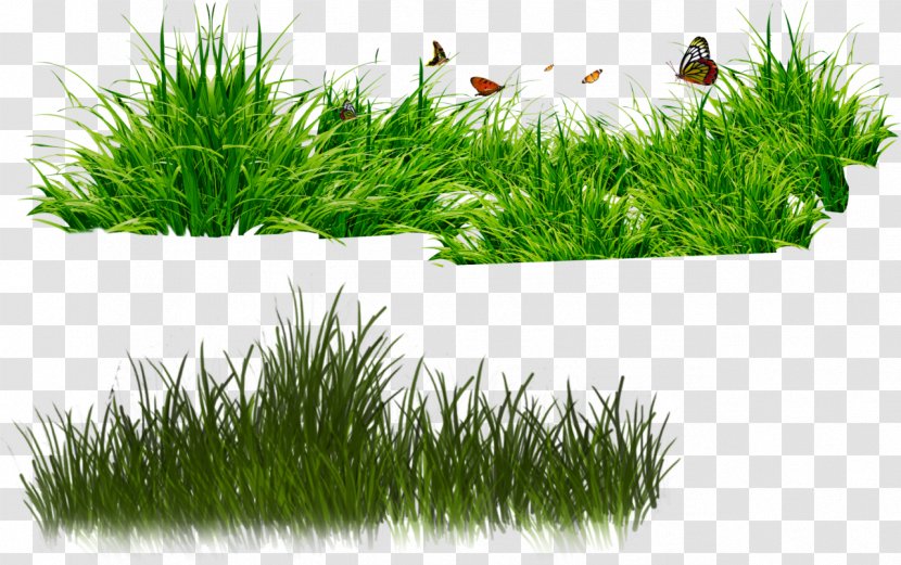 Clip Art - Image Resolution - Gras Transparent PNG