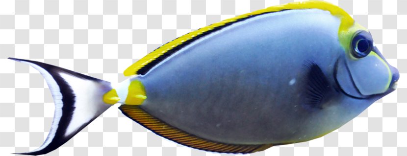 Fish Download Clip Art - Tropical Transparent PNG