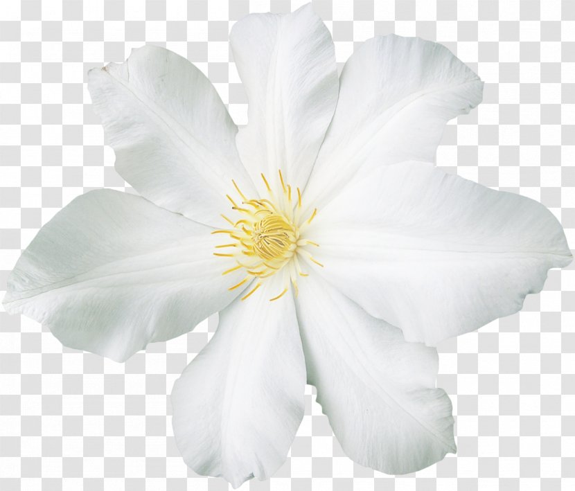 White Flower Clip Art - Rose Order Transparent PNG