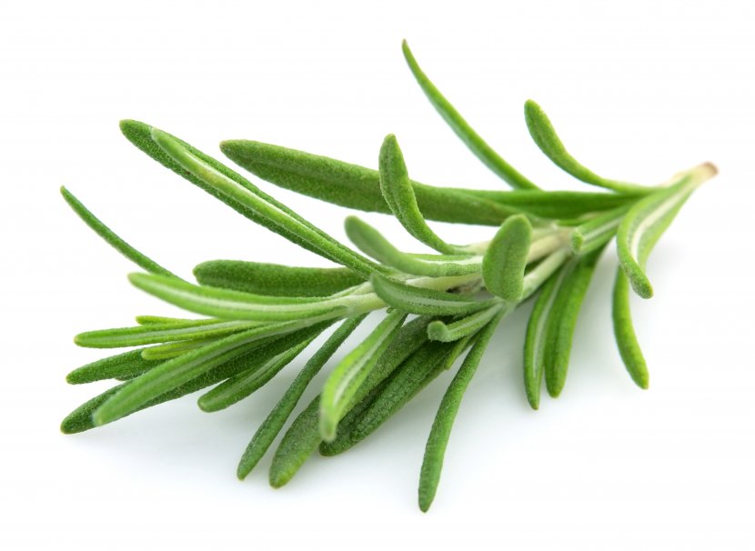 Rosemary Herb Spice Common Sage Basil - Herbs Transparent PNG