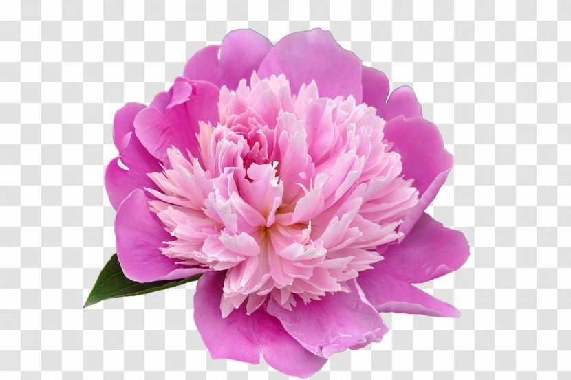 Peony Desktop Wallpaper Clip Art - Magenta Transparent PNG