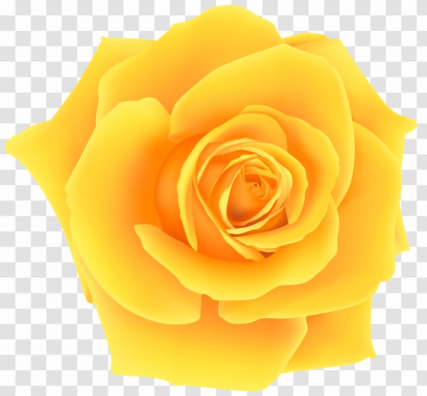 Rose Yellow Clip Art - Image Transparent PNG