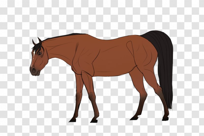 Mule Foal Stallion Mare Colt - Rein - Mustang Transparent PNG