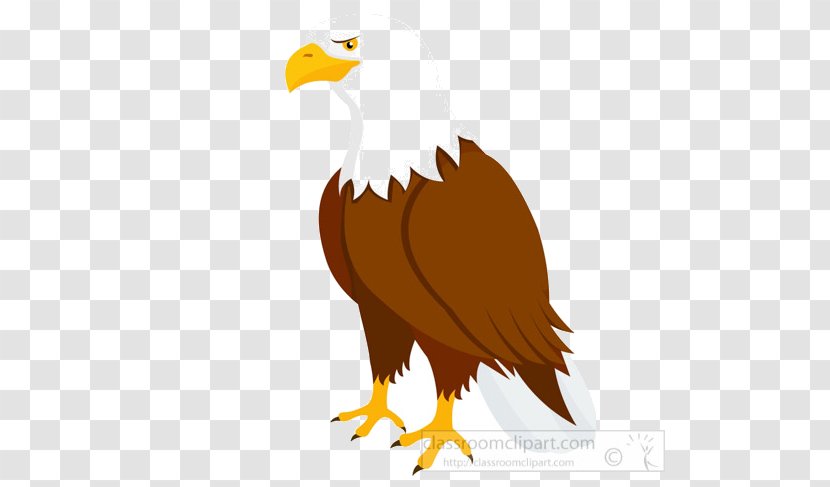 Sea Bird - Vulture - Eagle Flightless Transparent PNG