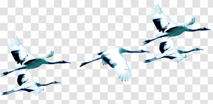 Siberian Crane Bird Chemical Element - White Transparent PNG