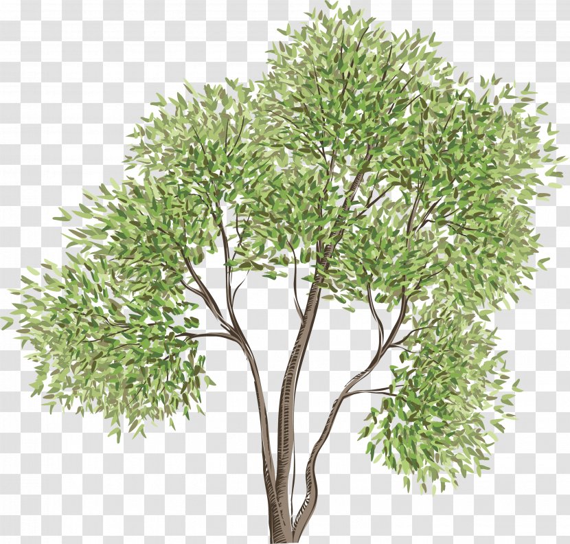 Tree Photography - Art - Spring Transparent PNG