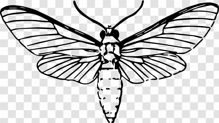 Butterfly Insect Moth Drawing - Draw Transparent PNG