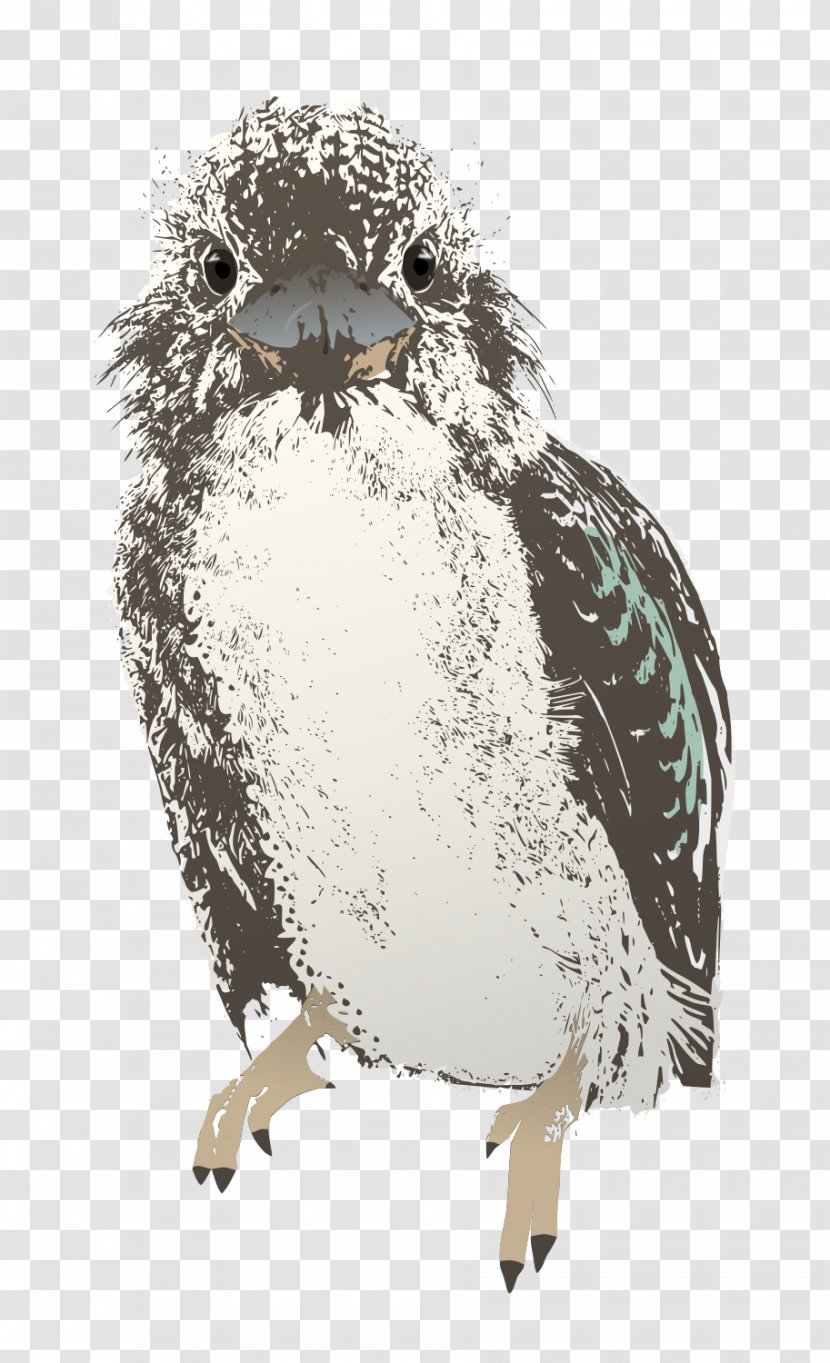 Owl Bird Kookaburra Clip Art - Australians Transparent PNG