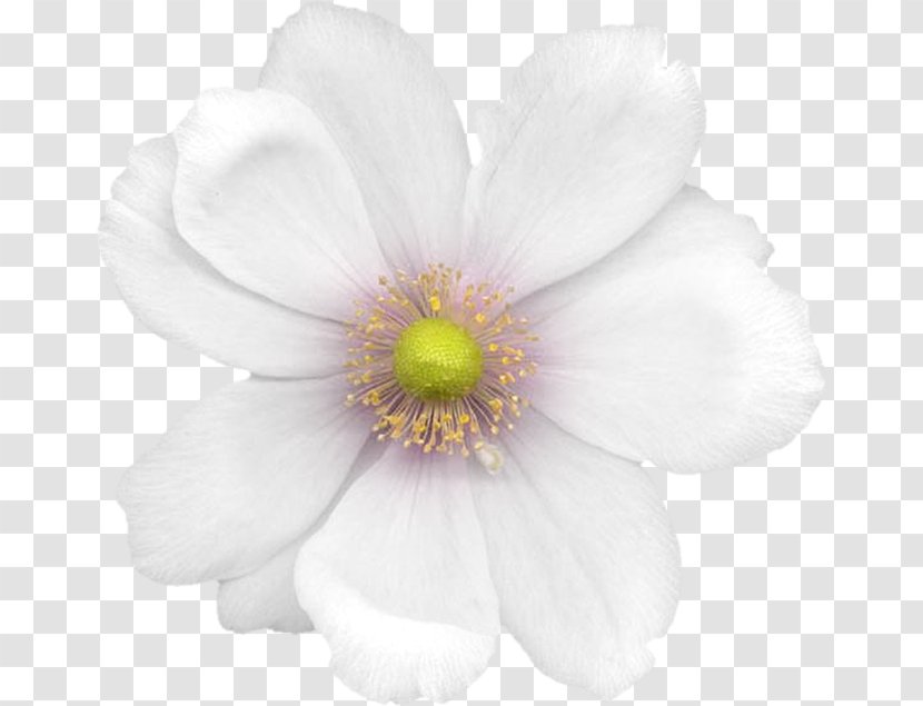 Anemone Cut Flowers Rose Family Petal - Herbaceous Plant - Flower Transparent PNG