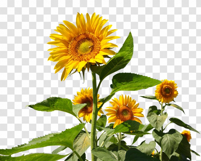 Common Sunflower Microsoft PowerPoint Presentation Slide Illustration - Flowering Plant Transparent PNG