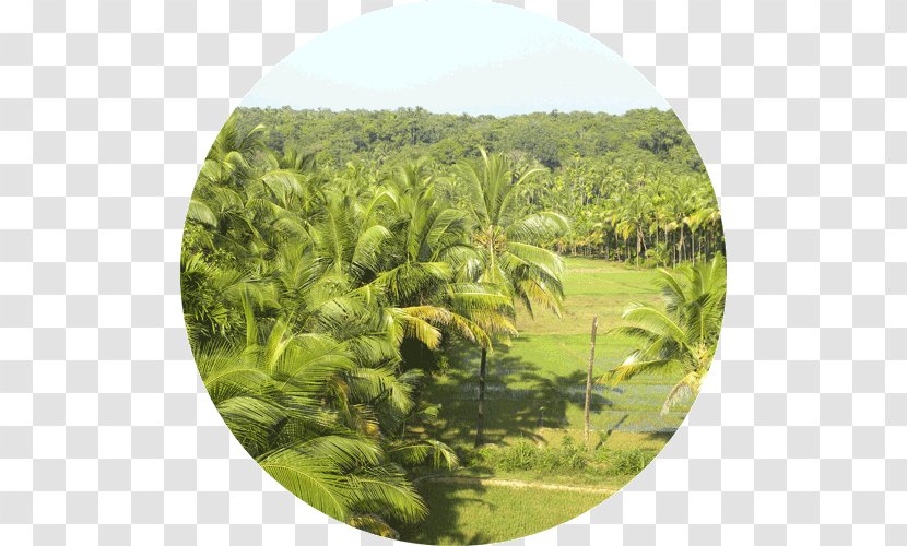 Kerala Backwaters Arecaceae Coconut Tree - Overlooking The Transparent PNG