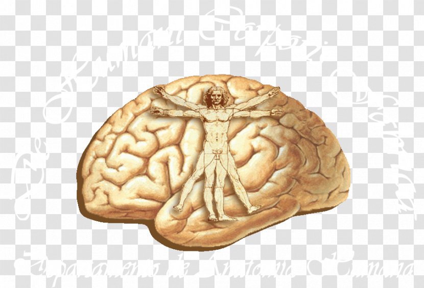 Human Brain Cerebral Cortex Anatomy Lobes Of The Transparent PNG