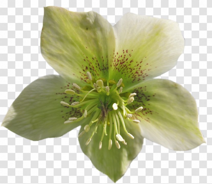 Flower Garden Roses - Alstroemeriaceae Transparent PNG
