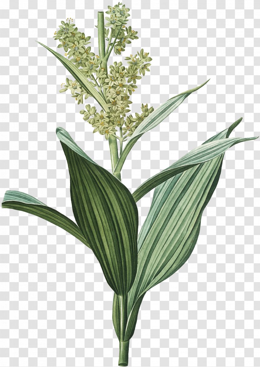 Veratrum Album Corn Lily White Hellebore Indian Poke - Sweet Grass - Helleboreae Transparent PNG