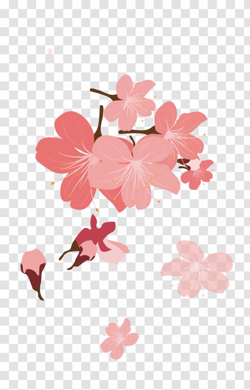 Cherry Blossom Petal Cerasus - Flower - Petals Transparent PNG