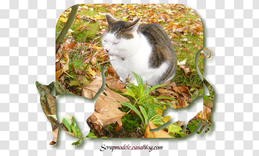 Whiskers Cat - Small To Medium Sized Cats - Reporter Transparent PNG