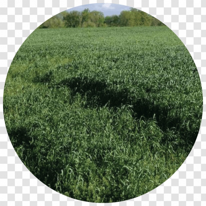 Cover Crop Cereal Grasses Triticale - Tree - Grazing Goats Transparent PNG