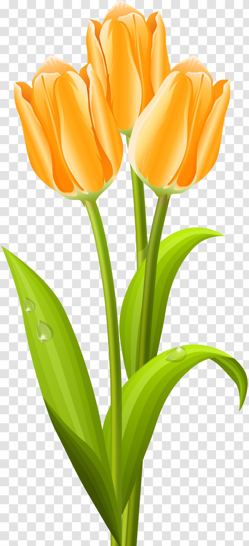Tulip Flower Bouquet Clip Art - Plant Stem Transparent PNG