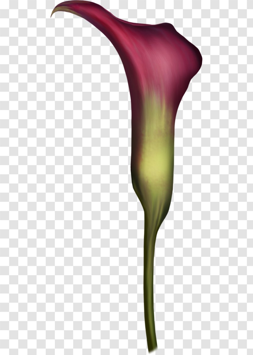 Arum Lilies Petal Plant Stem - Purple - Flower Transparent PNG