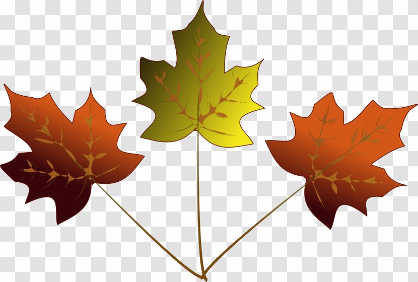 Maple Leaf Japanese Drawing Clip Art - Maples Cliparts Transparent PNG